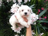 Teacup Maltese Terrier Yavrusu