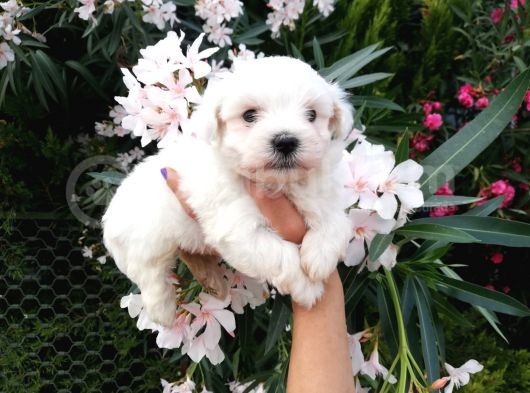 Teacup Maltese Terrier Yavrusu görsel