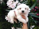 Teacup Maltese Terrier Yavrusu