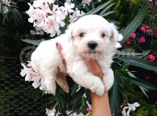 Teacup Maltese Terrier Yavrusu görsel