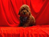 A Kalite Poodle
