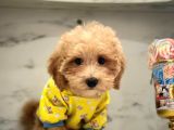 Wc Eğitimli Maltipoo Yavrular