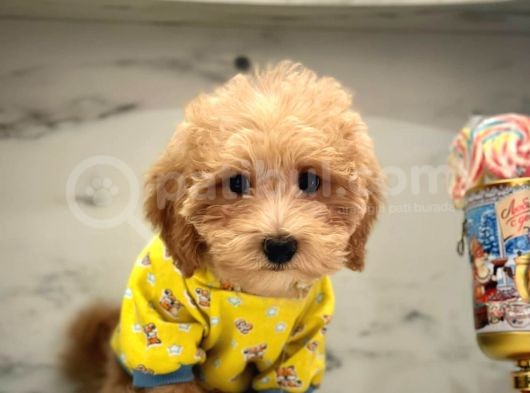 Wc Eğitimli Maltipoo Yavrular