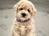 Wc Eğitimli Maltipoo Yavrular
