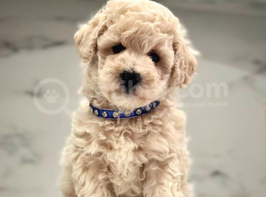 Wc Eğitimli Maltipoo Yavrular görsel