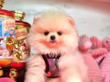 Gülen yüz pomeranian