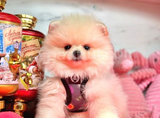 Gülen Yüz Pomeranian