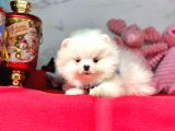Gülen Yüz Pomeranian