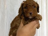 A Scr Toy Poodle Bebekleri̇mi̇z