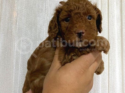 A Scr Toy Poodle Bebekleri̇mi̇z görsel