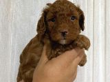 A Scr Toy Poodle Bebekleri̇mi̇z