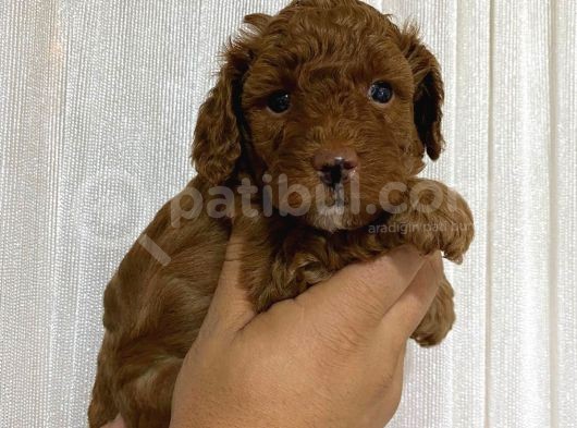 A Scr Toy Poodle Bebekleri̇mi̇z görsel