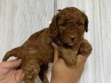 A Scr Toy Poodle Bebekleri̇mi̇z