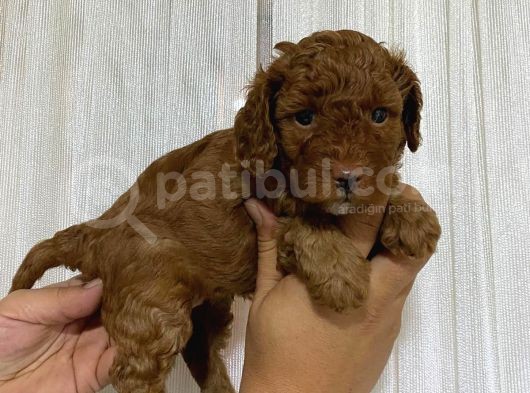 A Scr Toy Poodle Bebekleri̇mi̇z görsel