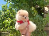 Pomerani̇an Boo Tedy Bear Surat Irk Garanti̇li̇