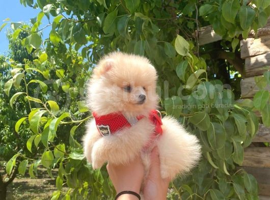 Pomerani̇an Boo Tedy Bear Surat Irk Garanti̇li̇ görsel