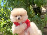 POMERANİAN BOO TEDY BEAR SURAT IRK GARANTİLİ