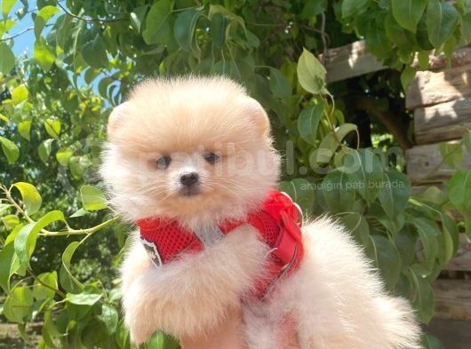 Pomerani̇an Boo Tedy Bear Surat Irk Garanti̇li̇