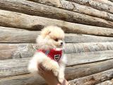 Pomerani̇an Boo Tedy Bear Surat Irk Garanti̇li̇