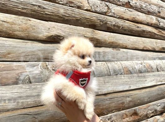 Pomerani̇an Boo Tedy Bear Surat Irk Garanti̇li̇ görsel