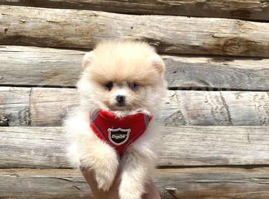 Pomerani̇an Boo Tedy Bear Surat Irk Garanti̇li̇ görsel