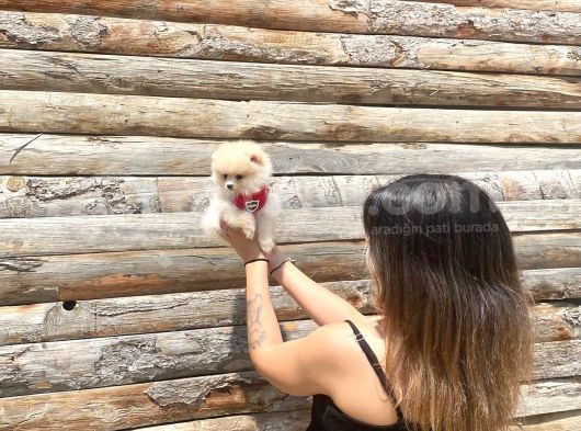 Pomerani̇an Boo Tedy Bear Surat Irk Garanti̇li̇ görsel