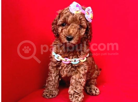 A Kalite Poodle