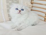 Uzun Tüylü Fold Longhair Sevimli Yavru