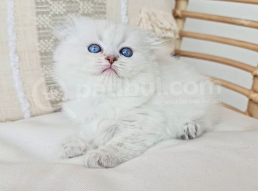 Uzun Tüylü Fold Longhair Sevimli Yavru