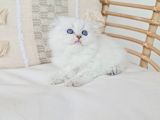 Uzun Tüylü Fold Longhair Sevimli Yavru