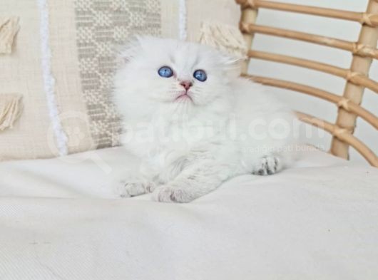 Uzun Tüylü Fold Longhair Sevimli Yavru görsel