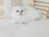 Uzun Tüylü Fold Longhair Sevimli Yavru