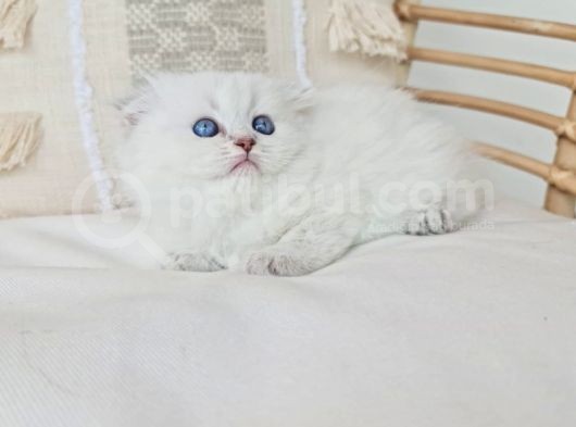 Uzun Tüylü Fold Longhair Sevimli Yavru görsel