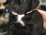 Irkının En Güzeli Cane Corso Yavrusu