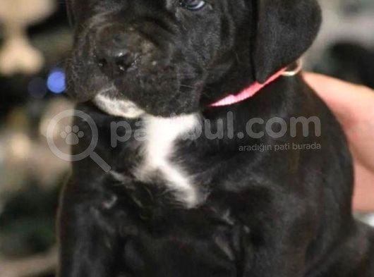 Irkının En Güzeli Cane Corso Yavrusu görsel