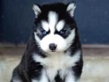 Irkının en güzeli husky yavrusu