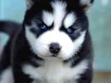 Irkının En Güzeli Husky Yavrusu