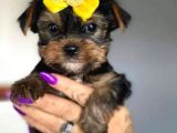 Irkının en iyisi yorkshire terrier yavrusu