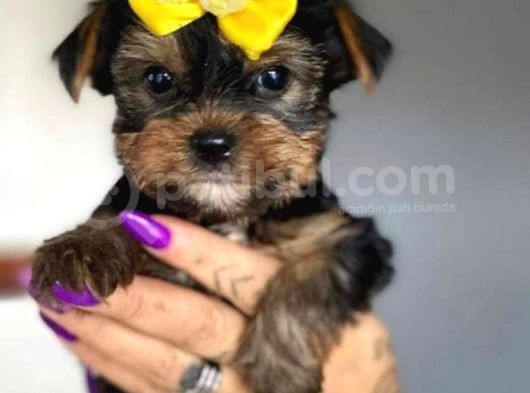 Irkının En Iyisi Yorkshire Terrier Yavrusu