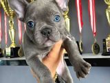 A kalite blue french Bulldog yavrusu