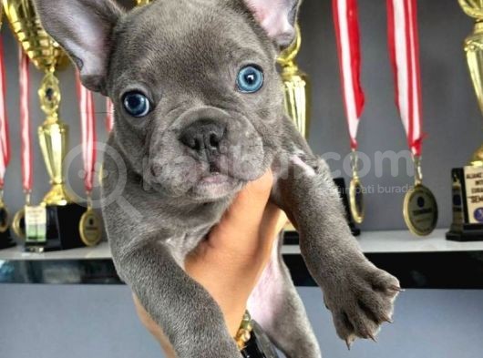 A Kalite Blue French Bulldog Yavrusu