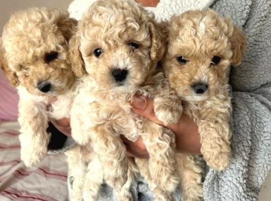 Kıvır Kıvır Apricot Poodle Yavrusu