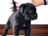Irkının en güzeli cane corso yavrusu