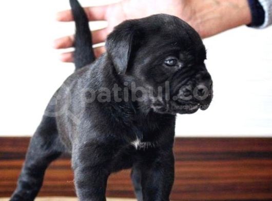 Irkının En Güzeli Cane Corso Yavrusu