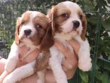 Sevimli Cavalier king charles yavrular