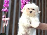 Kore Teacup Maltese Yavrumuz