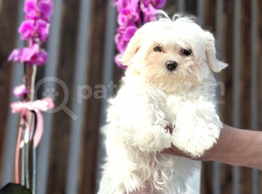 Kore Teacup Maltese Yavrumuz görsel