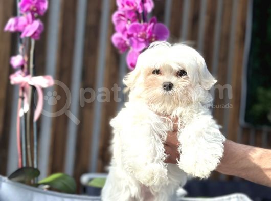 Kore Teacup Maltese Yavrumuz
