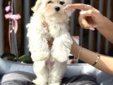Kore Teacup Maltese Yavrumuz
