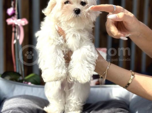 Kore Teacup Maltese Yavrumuz görsel